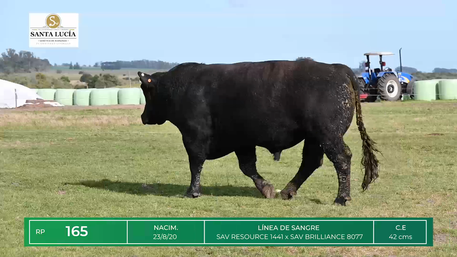 Lote TOROS ANGUS