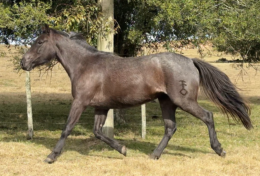 Lote DRAGON EL TACUARAL