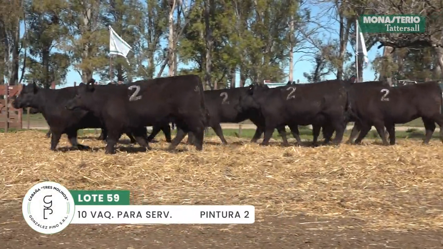 Lote "TRES MOLINOS" VAQUILLAS Para Servicio