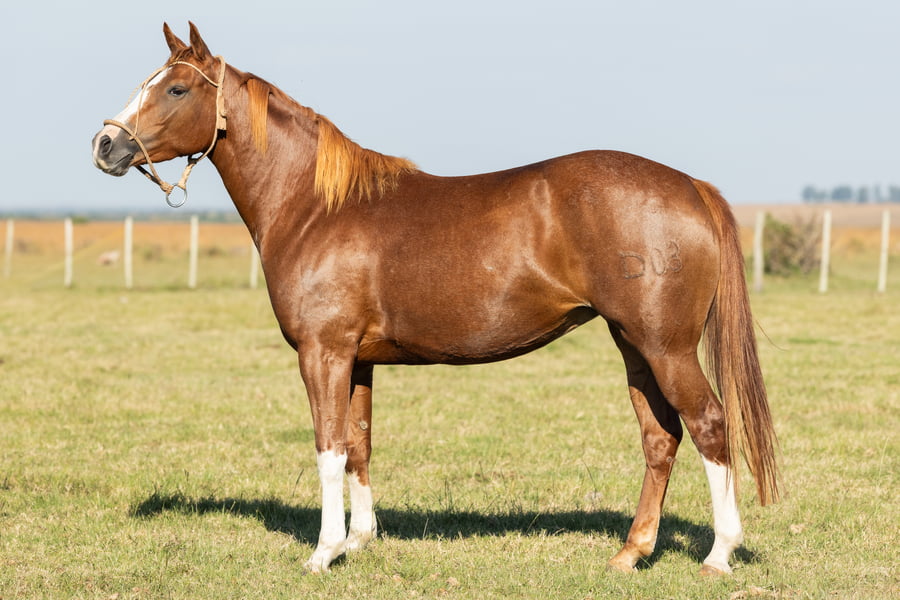 Lote AGUAY CACHOLOTA