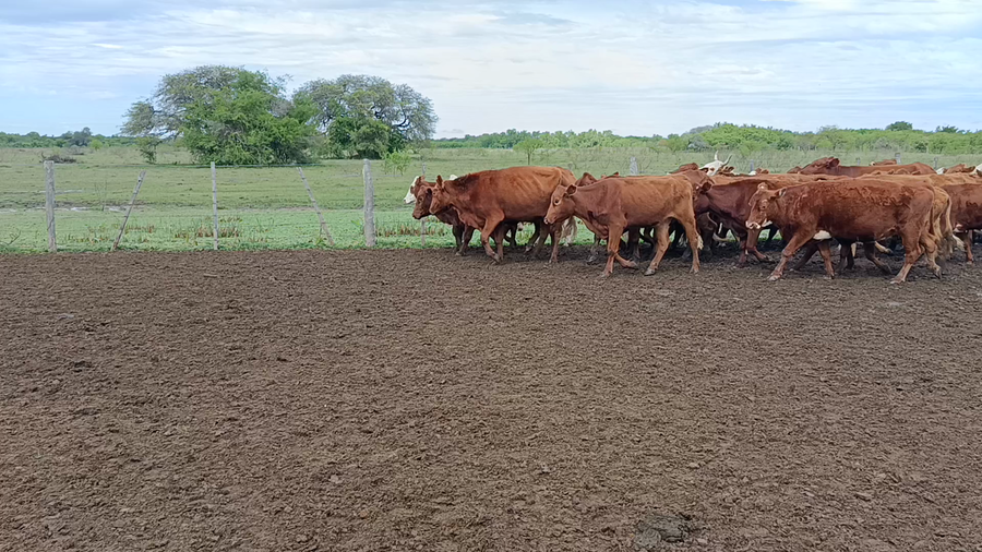 Lote 105 Vacas p/invernar Braford y sus Cruzas en Naré, Santa Fe