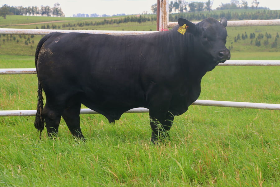 Lote Toros a remate en 14º Nacional Brangus, Tacuarembó