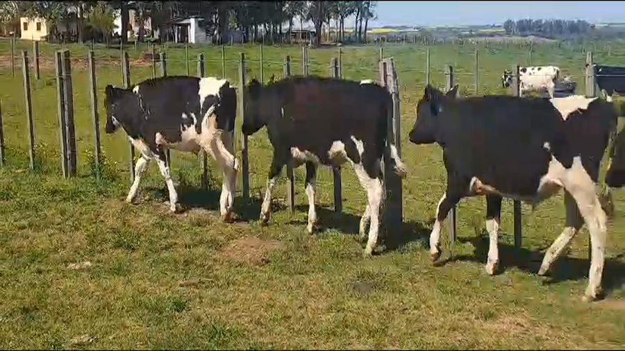 Lote 10 Novillos HOLANDO a remate en 9° Entre Martillos 300kg -  en RUTA 3 KM 120
