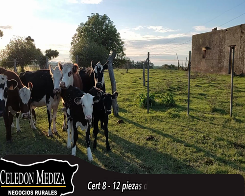 Lote (Vendido)12 Piezas de cría 3 RA X HE,  3 AA X NO a remate en 14 remate por pantalla - Celedón 390kg - , Colonia