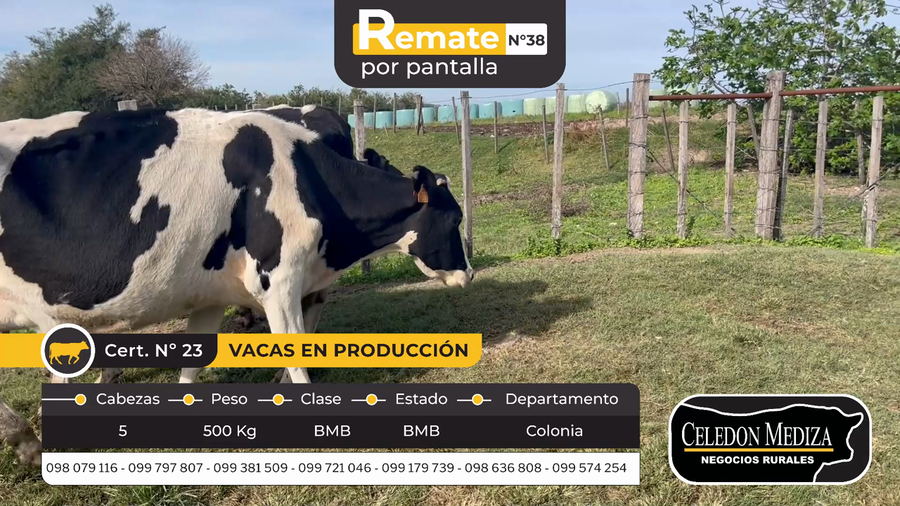 Lote 5 Vacas en produccion en Otra Localidad, Colonia