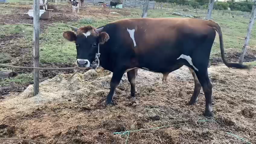 Lote Toros a remate en Pantalla Camy 480kg - , San José