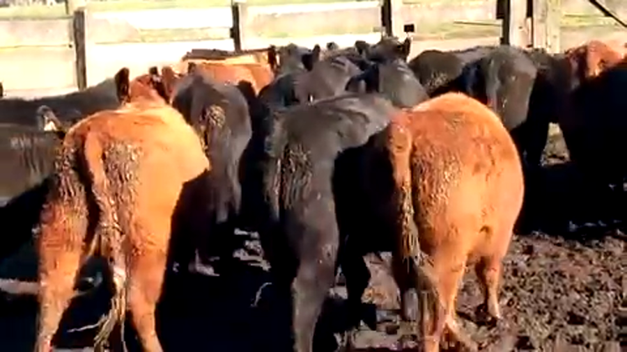 Lote 22 Vaquilla Engorda en XIV Región Los Ríos, Río Bueno