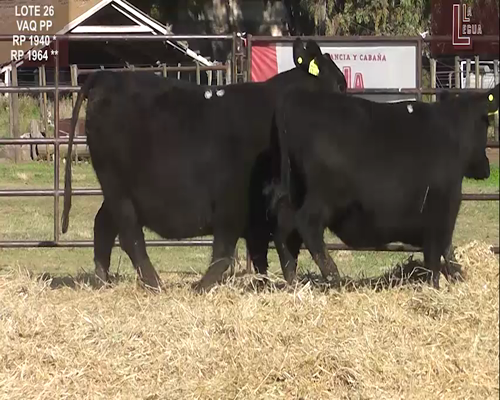 Lote VAQ.  A. ANGUS PURAS DE PEDIGREE