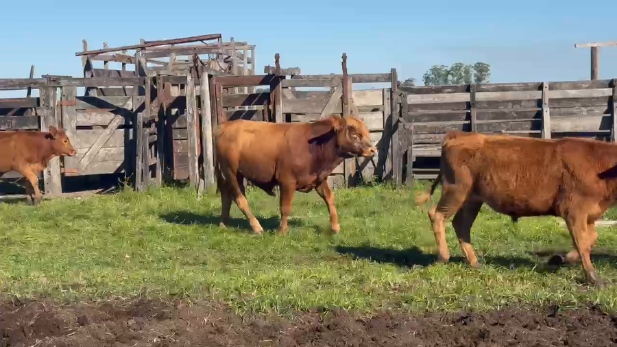 Lote 60 Terneros