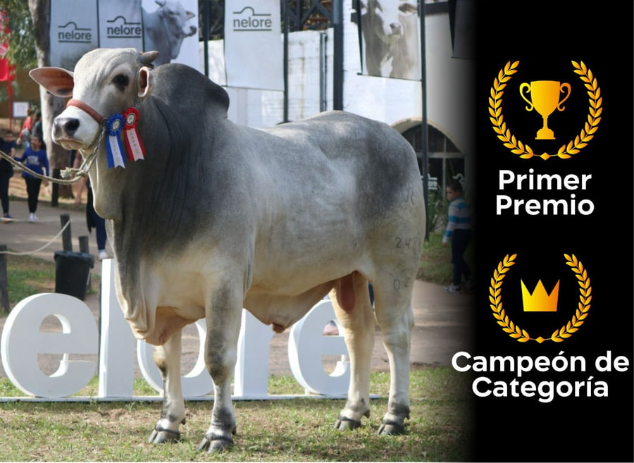 Lote Nelore a Bozal Expo Internacional 2022 RP 2486- Lote 17