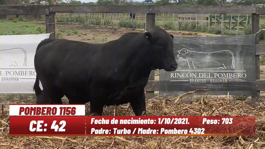 Lote TORO