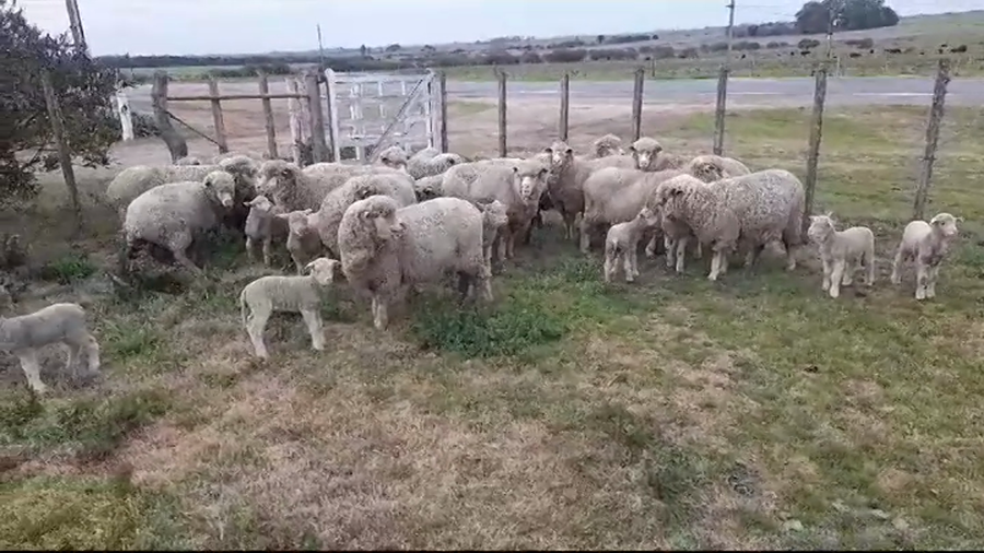 Lote PIEZAS DE CRIA OVINOS