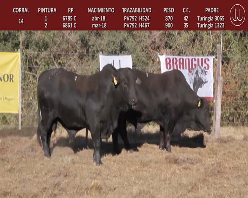 Lote TOROS BRANGUS DE CABAÑA LA TURINGIA