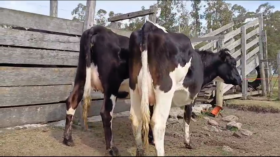 Lote VAQUILLONAS HOLANDO PREÑADAS