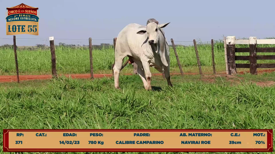 Lote LOTE 55