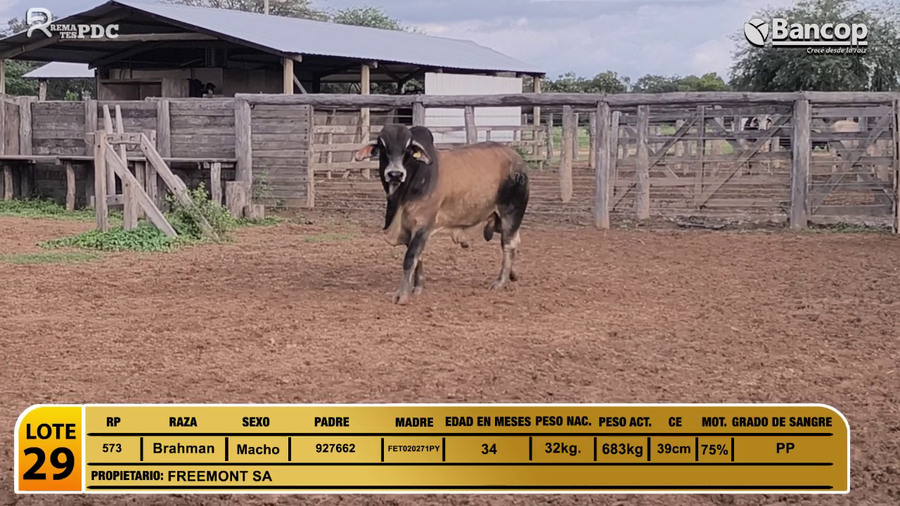 Lote Toros Brahman a remate en Viernes 30 de mayo- Remates PDC, Boquerón