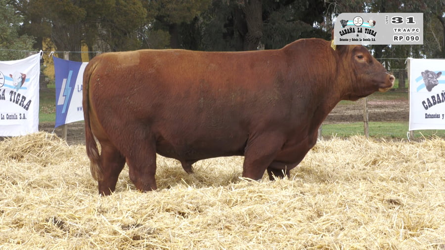 Lote TOROS PUROS CONTROLADOS