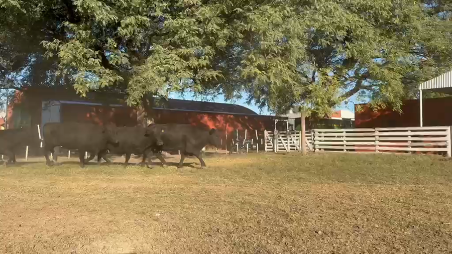 Lote 28 Vacas nuevas