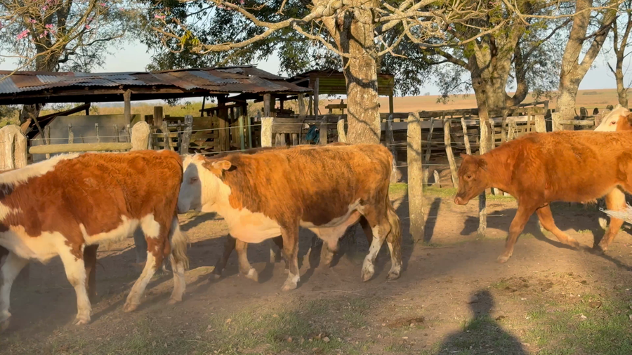 Lote 61 Novillitos en Corrientes, Mercedes