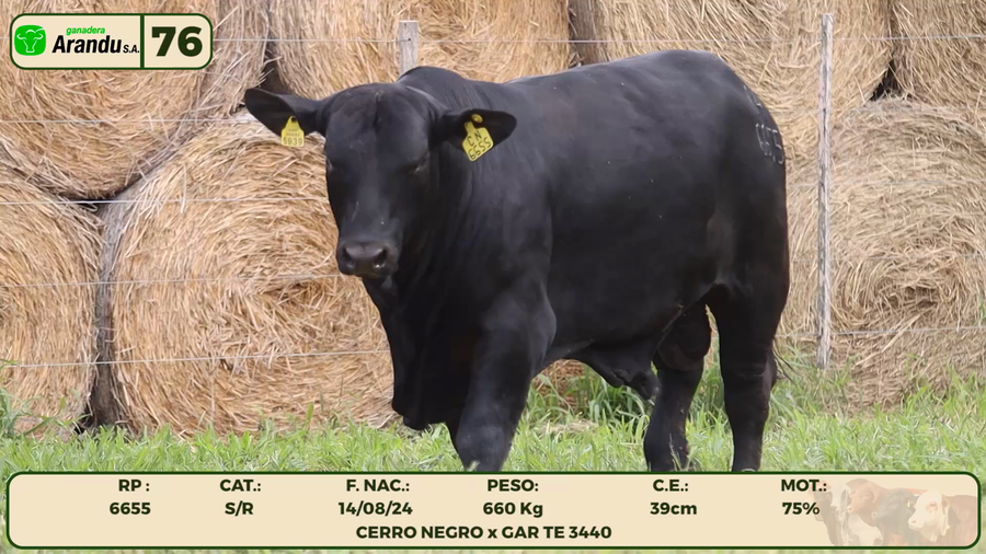 Lote LOTE 76