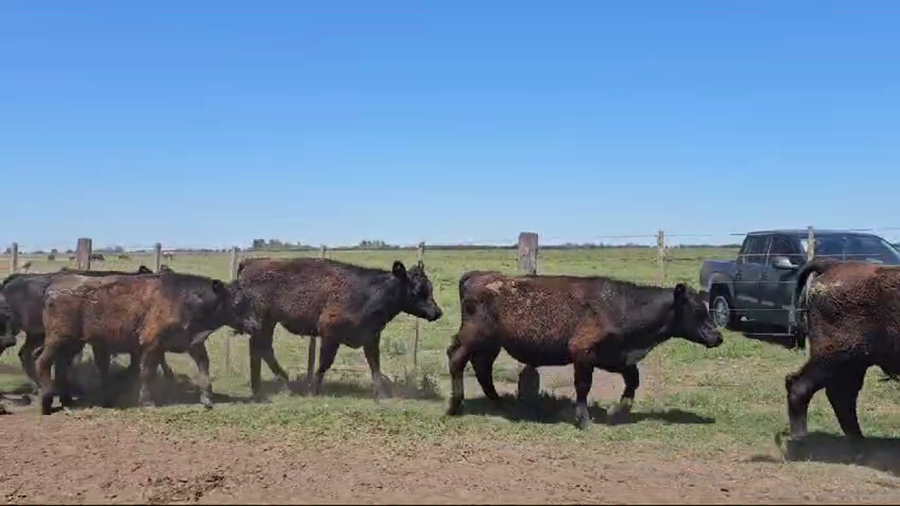 Lote 20 Terneros en Suipacha