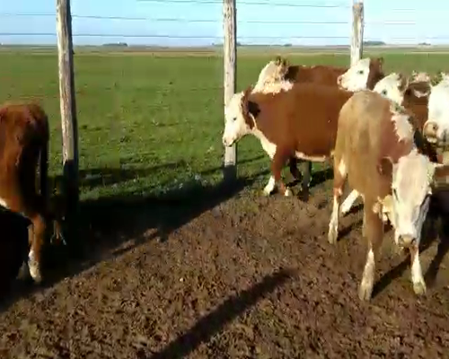 Lote 70 Terneros/as en Chascomús, Buenos Aires