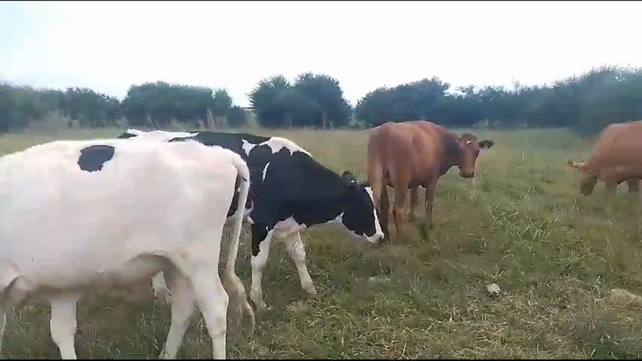 Lote 8 Novillos Holando Cruza Yersey a remate en Pantalla Camy en Mundo Azul