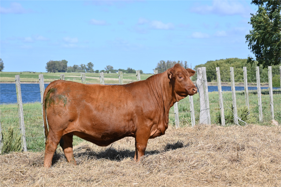 Lote Hembras