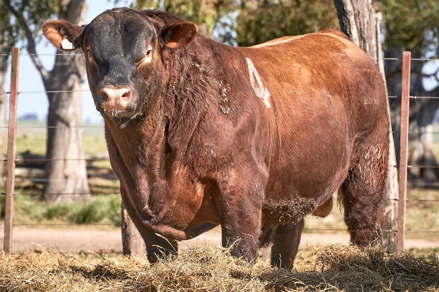 Lote Toros PC Cabaña Tres Molinos