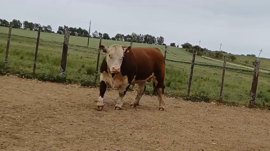Lote Toros PO HEREFORD a remate en Remate Presencial en OMBUES DE LAVALLE
