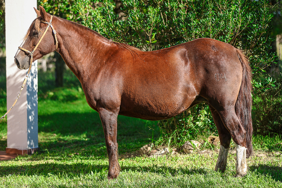 Lote ARACHAN AMISTAD