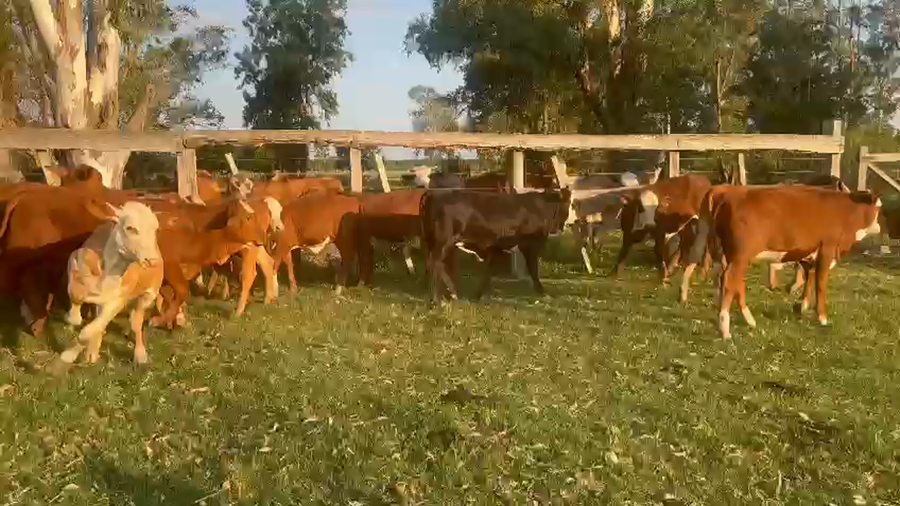 Lote 70 Terneros/as
