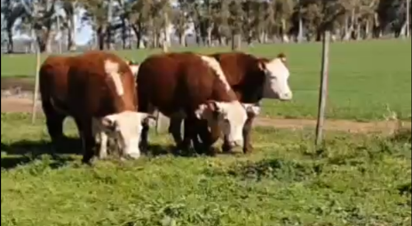 Lote VAQUILLONAS POLLED HEREFORD PURAS REGISTRADAS