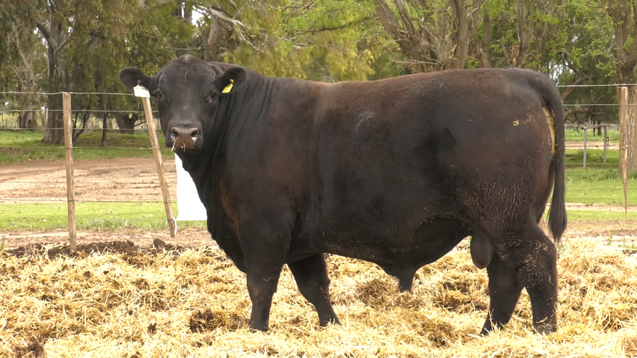 Lote TOROS PUROS CONTROLADOS