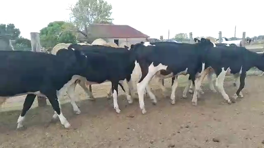 Lote 10 Novillos Holando a remate en Pantalla Camy en Puntos de Gregorio
