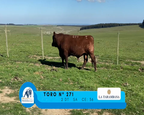 Lote TORO 271