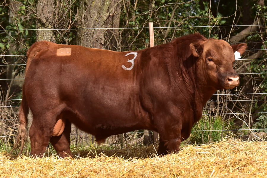 Lote TOROS ANGUS PC