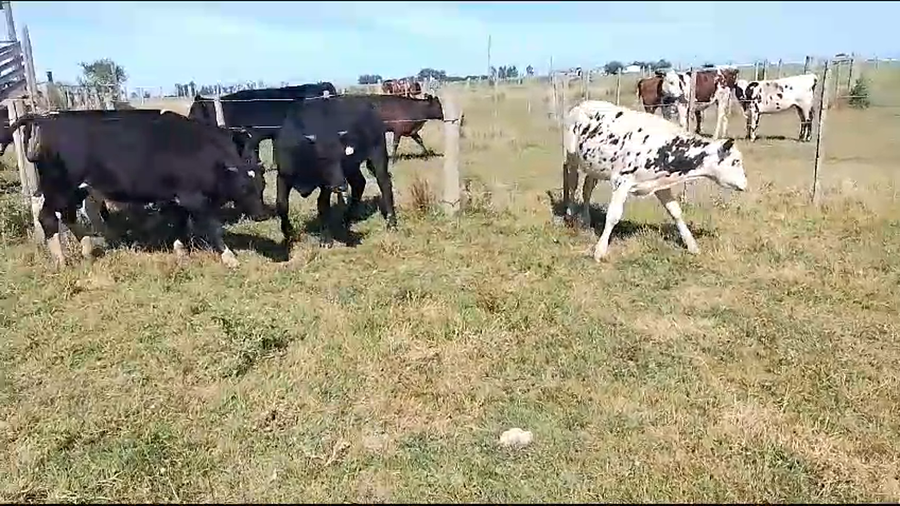 Lote 10 Terneros Holando a remate en Pantalla Camy en Cuchilla Seca