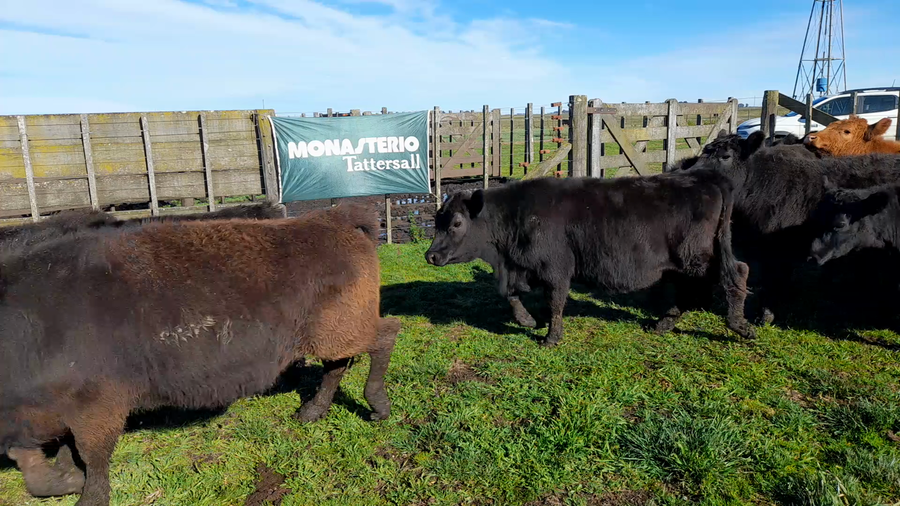 Lote 25 Terneras en Buenos Aires, Benito Juárez