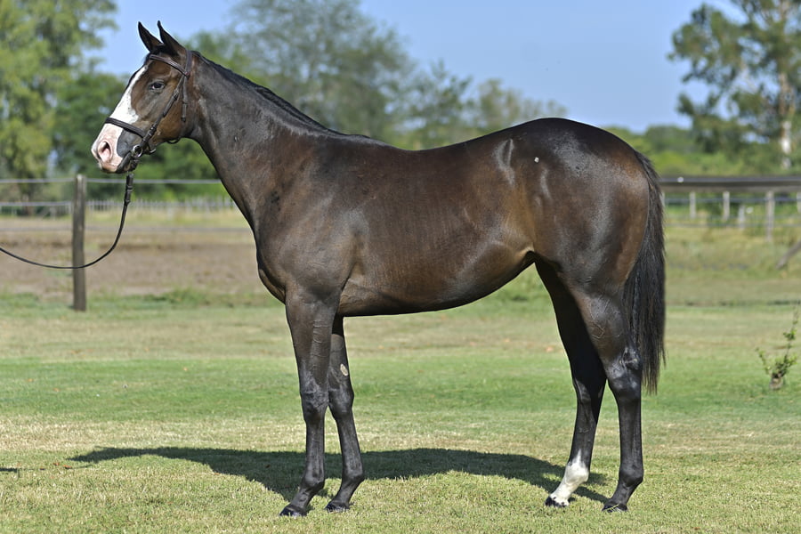 Lote ETHEREUM (H) PORTAL DEL ALTO x EVER LINDA