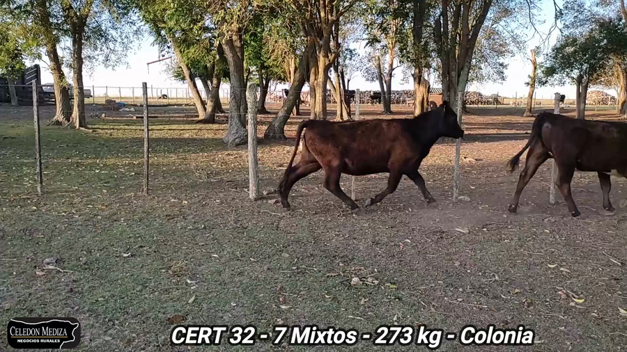 Lote 7 Terneros y Terneras en Paso Antolín, Colonia