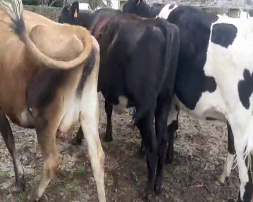 Lote 4 Vaquillonas Vacas Preñadas a remate en Pantalla Aniversario 400kg - , San José