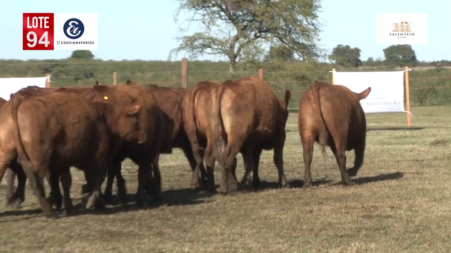 Lote Vaquillas A. Angus Coloradas Generales para Servicio