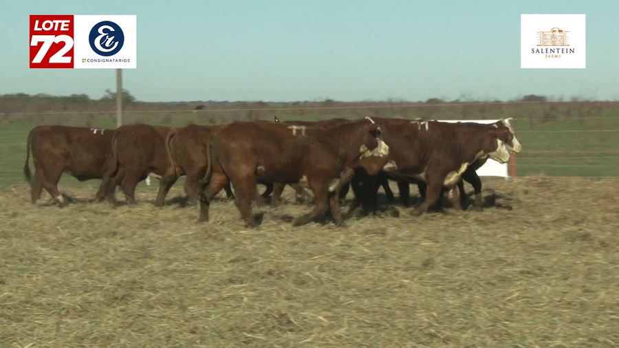 Lote Vaquillas Braford Generales para Servicio (Aptas Reproductivas por Tacto Rectal)