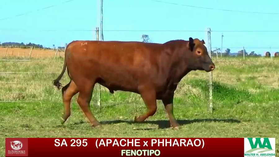 Lote Toros a remate en ANGUS EL REBENQUE, Florida