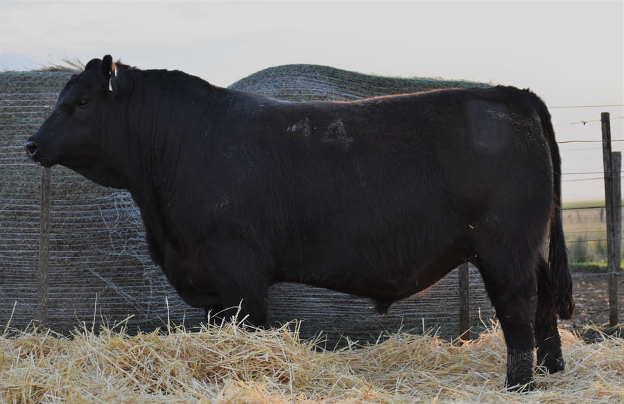 Lote TOROS PC
