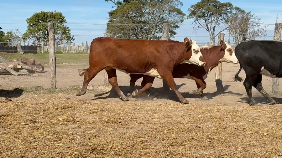 Lote 27 Vacas de invernar en Corrientes, Paso de Los Libres