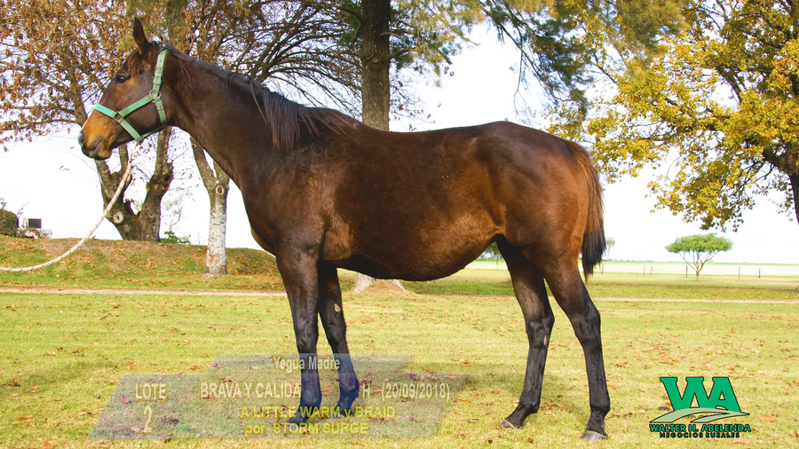 Lote BRAVA Y CALIDA