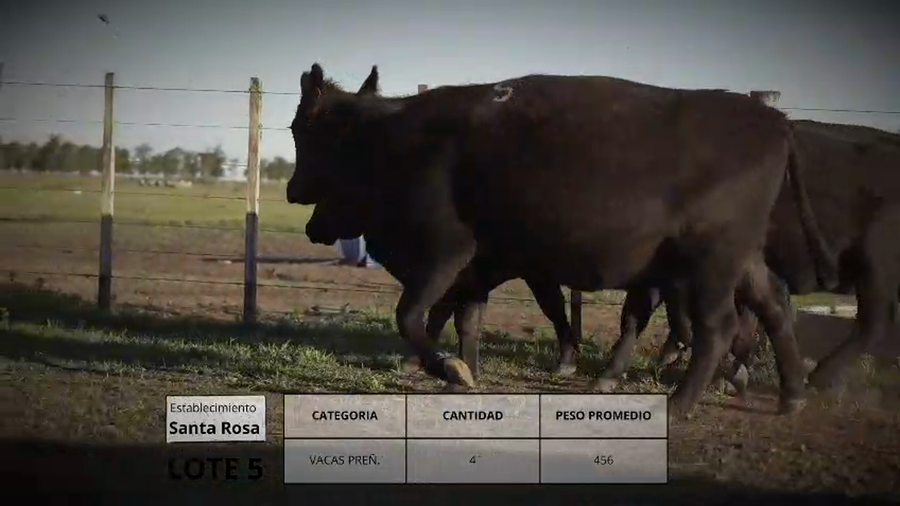 Lote Vacas preñ. Lote 5