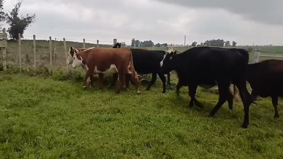 Lote (Vendido)6 Vaquillonas 1 a 2 años a remate en #49 Pantalla Carmelo 345kg -  en CUCHILLA DEL PERDIDO